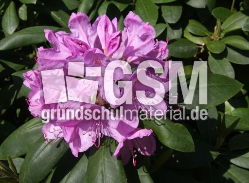 Rhododendron-031.jpg